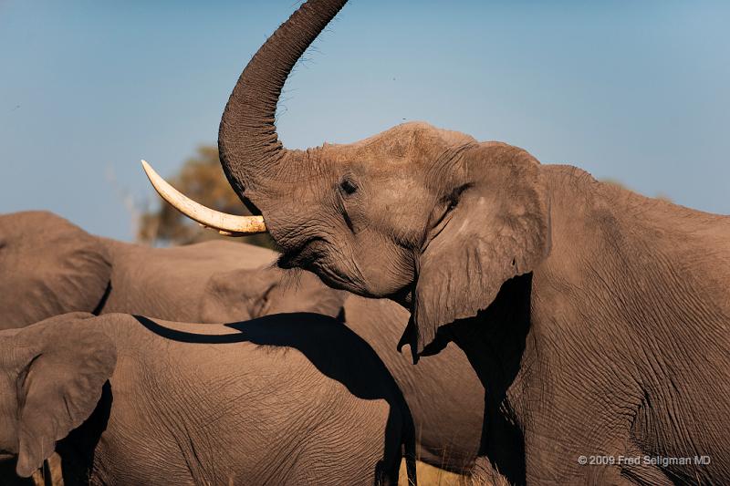 20090616_095433 D3 (1) X1.jpg - Elephants